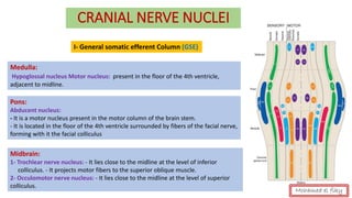 CRANIAL NERVE NUCLEI
I- General somatic efferent Column (GSE)
Medulla:
Hypoglossal nucleus Motor nucleus: present in the floor of the 4th ventricle,
adjacent to midline.
Pons:
Abducent nucleus:
- It is a motor nucleus present in the motor column of the brain stem.
- It is located in the floor of the 4th ventricle surrounded by fibers of the facial nerve,
forming with it the facial colliculus
Midbrain:
1- Trochlear nerve nucleus: - It lies close to the midline at the level of inferior
colliculus. - It projects motor fibers to the superior oblique muscle.
2- Occulomotor nerve nucleus: - It lies close to the midline at the level of superior
colliculus.
Mohamed el fiky
 