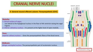 CRANIAL NERVE NUCLEI
II- General visceral efferent column- Parasympathetic (GVE)
Medulla:
1- Dorsal nucleus of vagus:
- Lies lateral to the hypoglossal nucleus in the floor of 4th ventricle raising the vagal
trigone.
2- Inferior salivatory nucleus: - It is present at the higher level of open medulla.
Pons:
Superior salivary nucleus: - Gives the parasympathetic fibres of the facial nerve.
Midbrain:
Edinger-westephal nucleus: The parasympathetic part of oculomotor nucleus.
Mohamed el fiky
 