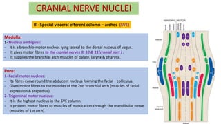 CRANIAL NERVE NUCLEI
III- Special visceral efferent column – arches (SVE)
Medulla:
1- Nucleus ambiguus:
- It is a branchio-motor nucleus lying lateral to the dorsal nucleus of vagus.
- It gives motor fibres to the cranial nerves 9, 10 & 11(cranial part ) .
- It supplies the branchial arch muscles of palate, larynx & pharynx.
Pons:
1- Facial motor nucleus:
- Its fibres curve round the abducent nucleus forming the facial colliculus.
- Gives motor fibres to the muscles of the 2nd branchial arch (muscles of facial
expression & stapedius).
2- Trigeminal motor nucleus:
- It is the highest nucleus in the SVE column.
- It projects motor fibres to muscles of mastication through the mandibular nerve
(muscles of 1st arch).
 