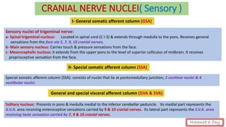 CRANIAL NERVE NUCLEI( Sensory )
I- General somatic afferent column (GSA)
Sensory nuclei of trigeminal nerve:
a- Spinal trigeminal nucleus: Located in spinal cord (C l-3) & extends through medulla to the pons. Receives general
sensations from the face via 5, 7, 9, 10 cranial nerves.
b- Main sensory nucleus: Carries touch & pressure sensations from the face.
c- Mesencephalic nucleus: it extends from the upper pons to the level of superior colliculus of midbrain. It receives
proprioceptive sensation from the face.
II- Special somatic afferent column (SSA)
Special somatic afferent column (SSA): consists of nuclei that lie at pontomedullary junction; 2 cochlear nuclei & 4
vestibular nuclei.
General and special visceral afferent column (GVA & SVA)
Solitary nucleus: Presents in pons & medulla medial to the inferior cerebellar peduncle. Its medial part represents the
G.V.A. area receiving enteroceptive sensations carried by 9 & 10 cranial nerves. Its lateral part represents the S.V.A. area
receiving taste sensation carried by 7, 9 & 10 cranial nerves.
Mohamed el fiky
 