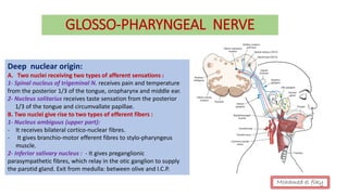 GLOSSO-PHARYNGEAL NERVE
Deep nuclear origin:
A. Two nuclei receiving two types of afferent sensations :
1- Spinal nucleus of trigeminal N. receives pain and temperature
from the posterior 1/3 of the tongue, oropharynx and middle ear.
2- Nucleus solitarius receives taste sensation from the posterior
1/3 of the tongue and circumvallate papillae.
B. Two nuclei give rise to two types of efferent fibers :
1- Nucleus ambiguus (upper part):
- It receives bilateral cortico-nuclear fibres.
- It gives branchio-motor efferent fibres to stylo-pharyngeus
muscle.
2- Inferior salivary nucleus : - It gives preganglionic
parasympathetic fibres, which relay in the otic ganglion to supply
the parotid gland. Exit from medulla: between olive and I.C.P.
Mohamed el fiky
 