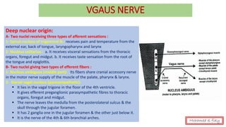 VGAUS NERVE
Deep nuclear origin:
Deep nuclear origin:
A- Two nuclei receiving three types of afferent sensations :
1- Spinal nucleus of trigeminal N.: receives pain and temperature from the
external ear, back of tongue, laryngopharynx and larynx
2- Nucleus solitarius : a. It receives visceral sensations from the thoracic
organs, foregut and midgut. b. It receives taste sensation from the root of
the tongue and epiglottis.
B- Two nuclei giving two types of efferent fibers :
1- Nucleus ambiguus (middle part): Its fibers share cranial accessory nerve
in the motor nerve supply of the muscle of the palate, pharynx & larynx.
2- Dorsal vagal nucleus (parasympathetic):
▪ It lies in the vagal trigone in the floor of the 4th ventricle.
▪ It gives efferent preganglionic parasympathetic fibres to thoracic
organs, foregut and midgut.
▪ The nerve leaves the medulla from the posterolateral sulcus & the
skull through the jugular foramen.
▪ It has 2 ganglia one in the jugular foramen & the other just below it.
▪ It is the nerve of the 4th & 6th branchial arches.
Mohamed el fiky
 