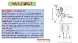 VGAUS NERVE
Functional components:
1- S.V.E. fibres: Arises from nucleus ambiguus. Receives its fibres
from the cranial division of accessory nerve. Distributed to the 4th &
6th branchial arch muscles (muscles of pharynx, larynx & soft palate).
2- G.V.E. fibres: Arise from dorsal nucleus of vagus. Consist of
parasympathetic fibres to thoracic & abdominal viscera (heart,
trachea, lung & G.I.T down to Rt. 2/3 of transverse colon).
3- G.V.A. fibres: End in the medial part of the solitary nucleus. Carry
general sensations from mucous membrane of pharynx, larynx,
oesophagus, thoracic & abdominal viscera (down to Rt. 2/3 of
transverse colon).
4- S.V.A. fibres: End in the lateral part of the solitary nucleus. Carry
taste sensation from epiglottis.
5- G.S.A. fibres: End in the spinal tract & nucleus of trigemina. Carry
general sensations from the infra-tentorial dura, dorsal surface of the
external ear, external auditory meatus & tympanic membrane.
Mohamed el fiky
 