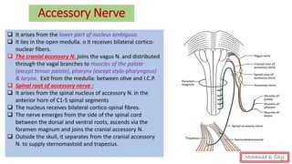 Accessory Nerve
❑ It arises from the lower part of nucleus ambiguus.
❑ It lies in the open medulla. o It receives bilateral cortico-
nuclear fibers.
❑ The cranial accessory N. joins the vagus N. and distributed
through the vagal branches to muscles of the palate
(except tensor palate), pharynx (except stylo-pharyngeus)
& larynx. Exit from the medulla: between olive and I.C.P.
❑ Spinal root of accessory nerve :
❑ It arises from the spinal nucleus of accessory N. in the
anterior horn of C1-5 spinal segments
❑ The nucleus receives bilateral cortico-spinal fibres.
❑ The nerve emerges from the side of the spinal cord
between the dorsal and ventral roots, ascends via the
foramen magnum and joins the cranial accessory N.
❑ Outside the skull, it separates from the cranial accessory
N. to supply sternomastoid and trapezius.
Mohamed el fiky
 