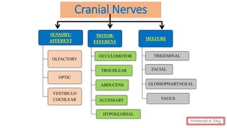 SENSORY/
AFFERENT
OLFACTORY
OPTIC
VESTIBULO
COCHLEAR
MOTOR/
EFFERENT
OCCULOMOTOR
TROCHLEAR
ABDUCENS
ACCESSARY
HYPOGLOSSAL
MIXTURE
TRIGEMINAL
FACIAL
GLOSSOPHARYNGEAL
VAGUS
Cranial Nerves
Mohamed el fiky
 