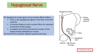 Hypoglossal Nerve
❑ Hypoglossal nucleus gives rise to somatic efferent fibers.
▪ It lies in the hypoglossal trigone in the floor of the 4th
ventricle.
▪ It receives bilateral cortico-nuclear fibres for voluntary
movements of the tongue.
▪ It supplies all intrinsic and extrinsic muscles of the
tongue except palatoglossus muscle.
❑ Exit from the medulla: between pyramid and olive.
Mohamed el fiky
 