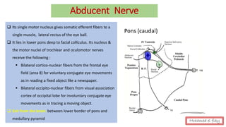 Abducent Nerve
❑ Its single motor nucleus gives somatic efferent fibers to a
single muscle, lateral rectus of the eye ball.
❑ It lies in lower pons deep to facial colliculus. Its nucleus &
the motor nuclei of trochlear and oculomotor nerves
receive the following :
▪ Bilateral cortico-nuclear fibers from the frontal eye
field (area 8) for voluntary conjugate eye movements
as in reading a fixed object like a newspaper.
▪ Bilateral occipito-nuclear fibers from visual association
cortex of occipital lobe for involuntary conjugate eye
movements as in tracing a moving object.
❑ Exit from the brain: between lower border of pons and
medullary pyramid Mohamed el fiky
 