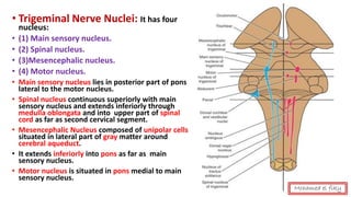• Trigeminal Nerve Nuclei: It has four
nucleus:
• (1) Main sensory nucleus.
• (2) Spinal nucleus.
• (3)Mesencephalic nucleus.
• (4) Motor nucleus.
• Main sensory nucleus lies in posterior part of pons
lateral to the motor nucleus.
• Spinal nucleus continuous superiorly with main
sensory nucleus and extends inferiorly through
medulla oblongata and into upper part of spinal
cord as far as second cervical segment.
• Mesencephalic Nucleus composed of unipolar cells
situated in lateral part of gray matter around
cerebral aqueduct.
• It extends inferiorly into pons as far as main
sensory nucleus.
• Motor nucleus is situated in pons medial to main
sensory nucleus.
Mohamed el fiky
 