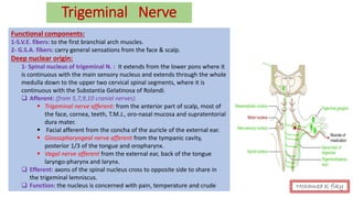 Trigeminal Nerve
Functional components:
1-S.V.E. fibers: to the first branchial arch muscles.
2- G.S.A. fibers: carry general sensations from the face & scalp.
Deep nuclear origin:
1- Spinal nucleus of trigeminal N. : It extends from the lower pons where it
is continuous with the main sensory nucleus and extends through the whole
medulla down to the upper two cervical spinal segments, where it is
continuous with the Substantia Gelatinosa of Rolandi.
❑ Afferent: (from 5,7,9,10 cranial nerves).
▪ Trigeminal nerve afferent: from the anterior part of scalp, most of
the face, cornea, teeth, T.M.J., oro-nasal mucosa and supratentorial
dura mater.
▪ Facial afferent from the concha of the auricle of the external ear.
▪ Glossopharyngeal nerve afferent from the tympanic cavity,
posterior 1/3 of the tongue and oropharynx.
▪ Vagal nerve afferent from the external ear, back of the tongue
laryngo-pharynx and larynx.
❑ Efferent: axons of the spinal nucleus cross to opposite side to share in
the trigeminal lemniscus.
❑ Function: the nucleus is concerned with pain, temperature and crude Mohamed el fiky
 
