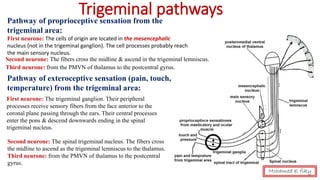 Trigeminal pathwaysPathway of proprioceptive sensation from the
trigeminal area:
First neurone: The cells of origin are located in the mesencephalic
nucleus (not in the trigeminal ganglion). The cell processes probably reach
the main sensory nucleus.
Second neurone: The fibers cross the midline & ascend in the trigeminal lemniscus.
Third neurone: from the PMVN of thalamus to the postcentral gyrus.
Pathway of exteroceptive sensation (pain, touch,
temperature) from the trigeminal area:
First neurone: The trigeminal ganglion. Their peripheral
processes receive sensory fibers from the face anterior to the
coronal plane passing through the ears. Their central processes
enter the pons & descend downwards ending in the spinal
trigeminal nucleus.
Second neurone: The spinal trigeminal nucleus. The fibers cross
the midline to ascend as the trigeminal lemniscus to the thalamus.
Third neurone: from the PMVN of thalamus to the postcentral
gyrus.
Mohamed el fiky
 