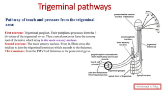 First neurone: Trigeminal ganglion. Their peripheral processes form the 3
divisions of the trigeminal nerve. Their central processes form the sensory
root of the nerve which relay in the main sensory nucleus.
Second neurone: The main sensory nucleus. From it, fibers cross the
midline to join the trigeminal lemniscus which ascends to the thalamus.
Third neurone: from the PMVN of thalamus to the postcentral gyrus.
Pathway of touch and pressure from the trigeminal
area:
Trigeminal pathways
Mohamed el fiky
 