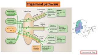 Mohamed el fiky
Trigeminal pathways
 