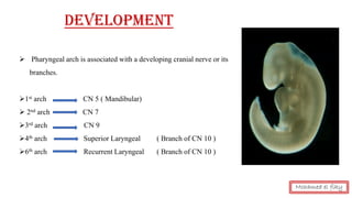 DEVELOPMENT
➢ Pharyngeal arch is associated with a developing cranial nerve or its
branches.
➢1st arch CN 5 ( Mandibular)
➢ 2nd arch CN 7
➢3rd arch CN 9
➢4th arch Superior Laryngeal ( Branch of CN 10 )
➢6th arch Recurrent Laryngeal ( Branch of CN 10 )
Mohamed el fiky
 