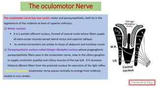 The oculomotor Nerve
The oculomotor nerve has two nuclei: motor and parasympathetic, both lie in the
tegmentum of the midbrain at level of superior colliculus.
❑ Motor nucleus:
▪ It is a somatic efferent nucleus, formed of several nuclei whose fibers supply
all extra-ocular muscles except lateral rectus and superior oblique.
▪ Its central connections are similar to those of abducent and trochlear nuclei.
❑ Parasympathetic nucleus called Edinger-Westphal nucleus,whose preganglionic
parasympathetic fibers pass in the oculomotor nerve, relay in the cilliary ganglion
to supply constrictor pupillae and cilliary muscles of the eye ball. It receieves
bilateral afferent fibers from the pretectal nucleus for execution of the light reflex.
Exit from the brain: oculomotor nerve passes ventrally to emerge from midbrain
medial to crus cerebri.
Mohamed el fiky
 
