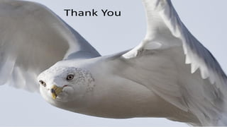 Cranial nerves   neuroanatomy