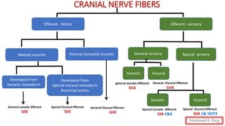 CRANIAL NERVE FIBERS
Efferent - Motor Afferent - sensory
Skeletal muscles Visceral (smooth) muscles
Developed from
Somatic mesoderm
Developed from
Special visceral mesoderm
Branchial arches
General somatic Efferent
GSE
Special Visceral Efferent
SVE
General Visceral Efferent
GVE
General sensory Special sensory
Somatic Visceral
Somatic Visceral
General Visceral Afferent
GVA
general somatic Afferent
GSA
Special Somatic Afferent
SSA 2&8
Special Visceral Afferent
SVA 1& TASTE
Mohamed el fiky
 