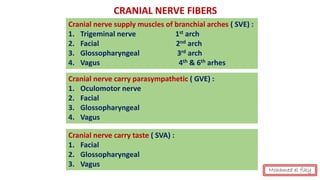 CRANIAL NERVE FIBERS
Cranial nerve supply muscles of branchial arches ( SVE) :
1. Trigeminal nerve 1st arch
2. Facial 2nd arch
3. Glossopharyngeal 3rd arch
4. Vagus 4th & 6th arhes
Cranial nerve carry parasympathetic ( GVE) :
1. Oculomotor nerve
2. Facial
3. Glossopharyngeal
4. Vagus
Cranial nerve carry taste ( SVA) :
1. Facial
2. Glossopharyngeal
3. Vagus
Mohamed el fiky
 