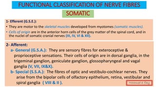 FUNCTIONAL CLASSIFICATION OF NERVE FIBRES
1- Efferent (G.S.E.):
• They are motor to the skeletal muscles developed from myotomes (somatic muscles).
• Cells of origin are in the anterior horn cells of the grey matter of the spinal cord, and in
the nuclei of somatic cranial nerves (III, IV, VI & XII).
SOMATIC
2- Afferent:
a- General (G.S.A.): They are sensory fibres for exteroceptive &
proprioceptive sensations. Their cells of origin are in dorsal ganglia, in the
trigeminal ganglion, geniculate ganglion, glossopharyngeal and vagal
ganglia (V, VII, IX&X).
b- Special (S.S.A.): The fibres of optic and vestibulo-cochlear nerves. They
arise from the bipolar cells of olfactory epithelium, retina, vestibular and
spiral ganglia ( VIII & II ). Mohamed el fiky
 