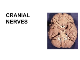 CRANIAL
NERVES
 