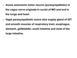 • Axons autonomic motor neuron (parasympathetic) in
the vagus nerve originate in nuclei of MO and end in
the lungs and heart.
Vagal parasympathetic axons also supply gland of GIT
and smooth muscles of respiratory tract, esophagus,
stomach, gallbladder, small intestine and most of the
large intestine.
•
 