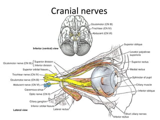 Cranial nerves
 