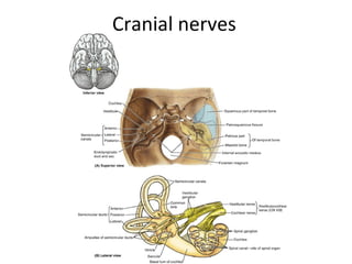 Cranial nerves
 