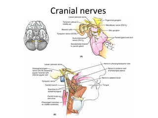 Cranial nerves
 