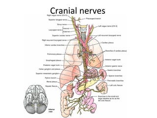 Cranial nerves
 