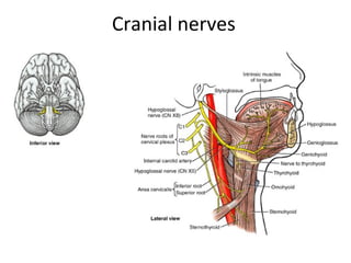 Cranial nerves
 