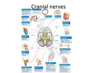 Cranial nerves
 