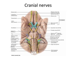 Cranial nerves
 