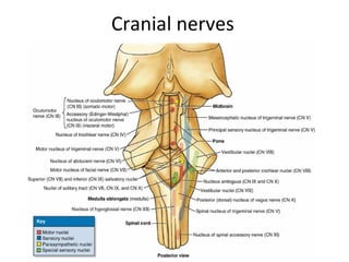 Cranial nerves
 