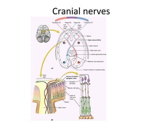 Cranial nerves
 