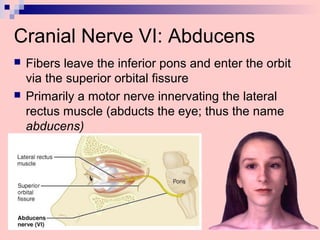 Cranial Nerve VI: Abducens
 Fibers leave the inferior pons and enter the orbit
via the superior orbital fissure
 Primarily a motor nerve innervating the lateral
rectus muscle (abducts the eye; thus the name
abducens)
 