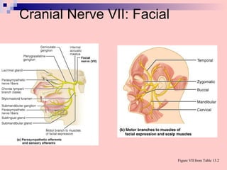 Cranial Nerve VII: Facial
Figure VII from Table 13.2
 
