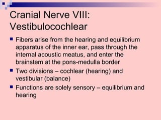 Cranial Nerve VIII:
Vestibulocochlear
 Fibers arise from the hearing and equilibrium
apparatus of the inner ear, pass through the
internal acoustic meatus, and enter the
brainstem at the pons-medulla border
 Two divisions – cochlear (hearing) and
vestibular (balance)
 Functions are solely sensory – equilibrium and
hearing
 