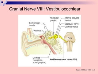 Cranial Nerve VIII: Vestibulocochlear
Figure VIII from Table 13.2
 