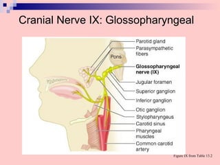 Cranial Nerve IX: Glossopharyngeal
Figure IX from Table 13.2
 