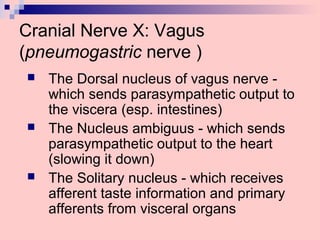 Cranial Nerve X: Vagus
(pneumogastric nerve )
 The Dorsal nucleus of vagus nerve -
which sends parasympathetic output to
the viscera (esp. intestines)
 The Nucleus ambiguus - which sends
parasympathetic output to the heart
(slowing it down)
 The Solitary nucleus - which receives
afferent taste information and primary
afferents from visceral organs
 