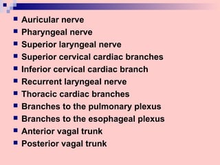  Auricular nerve
 Pharyngeal nerve
 Superior laryngeal nerve
 Superior cervical cardiac branches
 Inferior cervical cardiac branch
 Recurrent laryngeal nerve
 Thoracic cardiac branches
 Branches to the pulmonary plexus
 Branches to the esophageal plexus
 Anterior vagal trunk
 Posterior vagal trunk
 