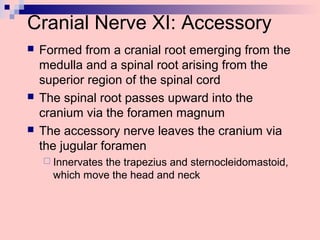 Cranial Nerve XI: Accessory
 Formed from a cranial root emerging from the
medulla and a spinal root arising from the
superior region of the spinal cord
 The spinal root passes upward into the
cranium via the foramen magnum
 The accessory nerve leaves the cranium via
the jugular foramen
 Innervates the trapezius and sternocleidomastoid,
which move the head and neck
 