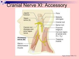 Cranial Nerve XI: Accessory
Figure XI from Table 13.2
 