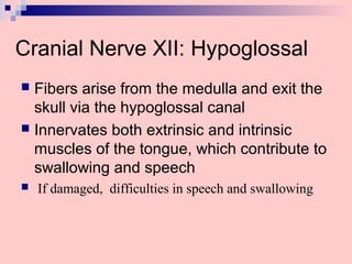 Cranial Nerve XII: Hypoglossal
 Fibers arise from the medulla and exit the
skull via the hypoglossal canal
 Innervates both extrinsic and intrinsic
muscles of the tongue, which contribute to
swallowing and speech
 If damaged, difficulties in speech and swallowing
 
