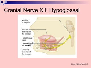 Cranial Nerve XII: Hypoglossal
Figure XII from Table 13.2
 