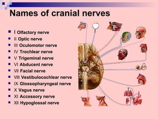 Names of cranial nerves
 Ⅰ Olfactory nerve
 Ⅱ Optic nerve
 Ⅲ Oculomotor nerve
 Ⅳ Trochlear nerve
 Ⅴ Trigeminal nerve
 Ⅵ Abducent nerve
 Ⅶ Facial nerve
 Ⅷ Vestibulocochlear nerve
 Ⅸ Glossopharyngeal nerve
 Ⅹ Vagus nerve
 Ⅺ Accessory nerve
 Ⅻ Hypoglossal nerve
 