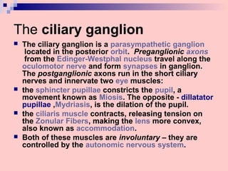 The ciliary ganglion
 The ciliary ganglion is a parasympathetic ganglion
located in the posterior orbit. Preganglionic axons
from the Edinger-Westphal nucleus travel along the
oculomotor nerve and form synapses in ganglion.
The postganglionic axons run in the short ciliary
nerves and innervate two eye muscles:
 the sphincter pupillae constricts the pupil, a
movement known as Miosis. The opposite - dillatator
pupillae ,Mydriasis, is the dilation of the pupil.
 the ciliaris muscle contracts, releasing tension on
the Zonular Fibers, making the lens more convex,
also known as accommodation.
 Both of these muscles are involuntary – they are
controlled by the autonomic nervous system.
 