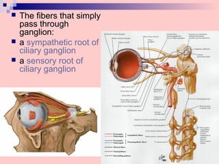  The fibers that simply
pass through
ganglion:
 a sympathetic root of
ciliary ganglion
 a sensory root of
ciliary ganglion
 