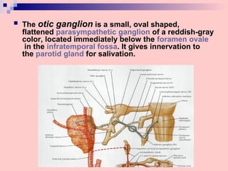  The otic ganglion is a small, oval shaped,
flattened parasympathetic ganglion of a reddish-gray
color, located immediately below the foramen ovale
in the infratemporal fossa. It gives innervation to
the parotid gland for salivation.
 