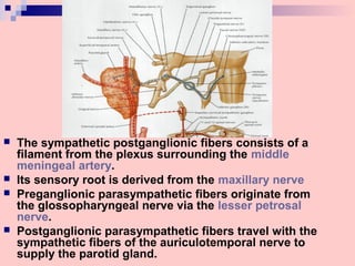  The sympathetic postganglionic fibers consists of a
filament from the plexus surrounding the middle
meningeal artery.
 Its sensory root is derived from the maxillary nerve
 Preganglionic parasympathetic fibers originate from
the glossopharyngeal nerve via the lesser petrosal
nerve.
 Postganglionic parasympathetic fibers travel with the
sympathetic fibers of the auriculotemporal nerve to
supply the parotid gland.
 