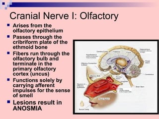 Cranial Nerve I: Olfactory
 Arises from the
olfactory epithelium
 Passes through the
cribriform plate of the
ethmoid bone
 Fibers run through the
olfactory bulb and
terminate in the
primary olfactory
cortex (uncus)
 Functions solely by
carrying afferent
impulses for the sense
of smell
 Lesions result in
ANOSMIA
 